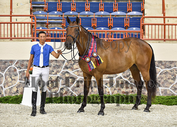 CWdressageI(8-20-16)1710