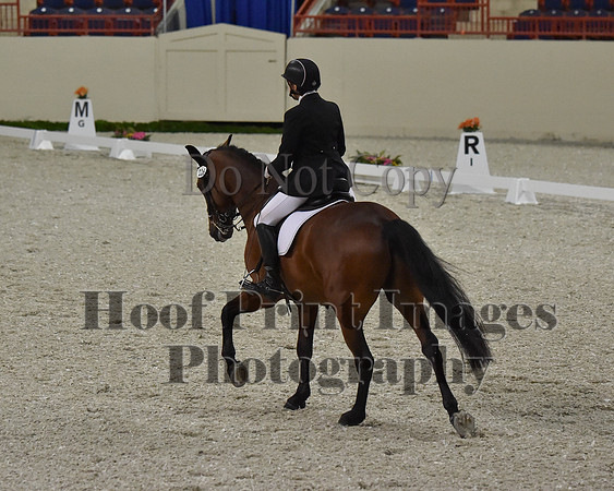 CWdressageII(8-21-16)1620