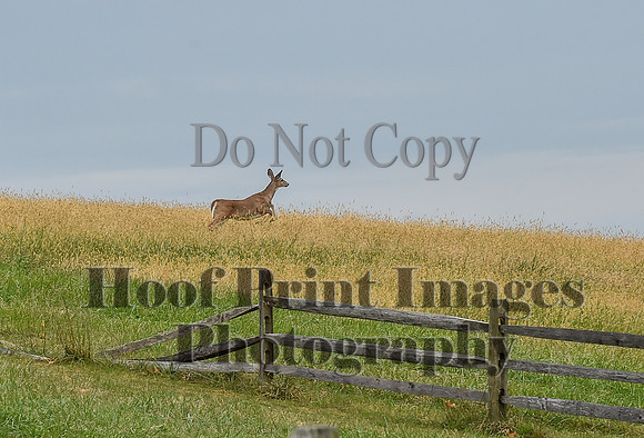 CheshirePC1(10-23-22)0383