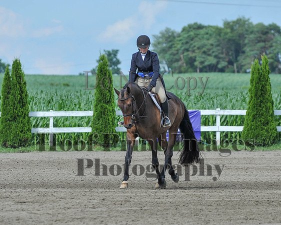 Lion2(7-8-17)0733