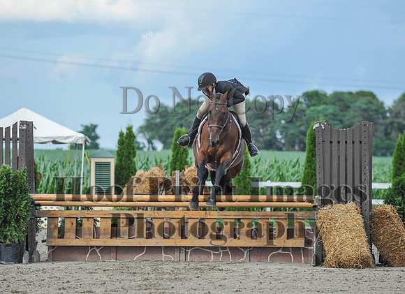 Lion1(7-8-17)0776