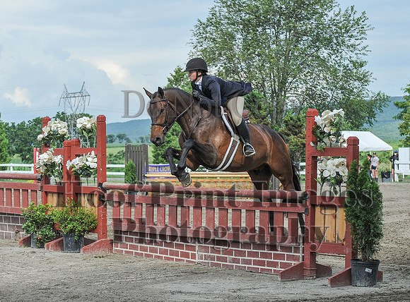 Lion1(7-8-17)0694
