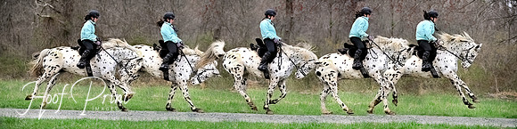 Equestrian0015