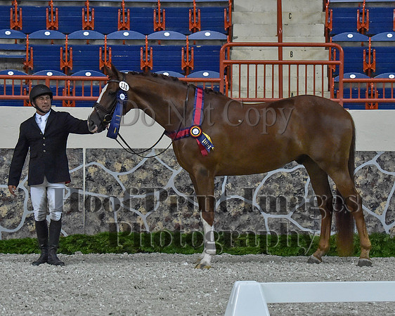 CWdressageII(8-21-16)1392