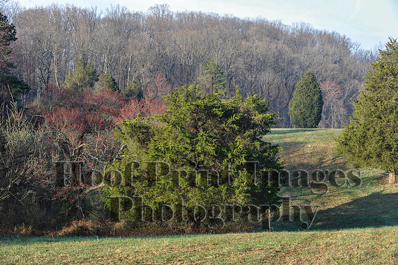 Foxcatcher(4-12-14)0542