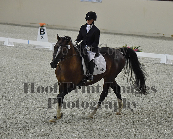 CWdressageII(8-21-16)1476