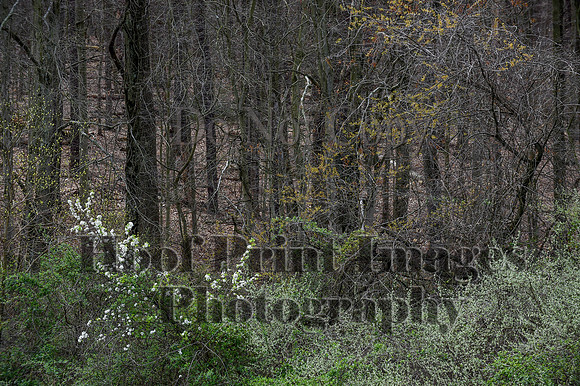 FairHillSpringPC(4-8-23)0171