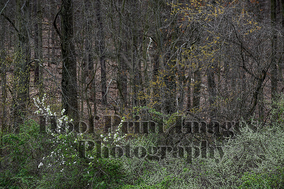 FairHillSpringPC(4-8-23)0172