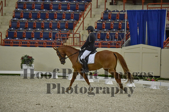 CWdressageI(8-20-16)0524