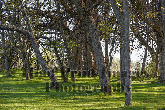 ChesapeakeSpring(4-18-21)0051