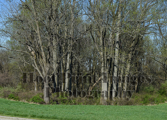 ChesapeakeSpring(4-18-21)0241