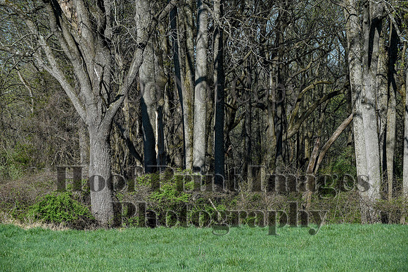 ChesapeakeSpring(4-18-21)0291