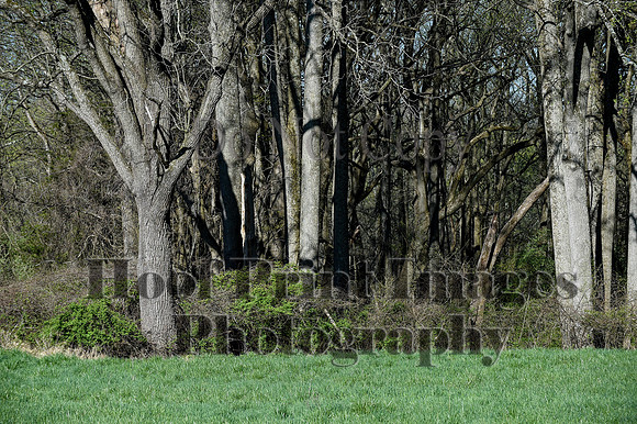 ChesapeakeSpring(4-18-21)0292