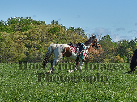 ChesapeakeSpring(4-27-25)0427