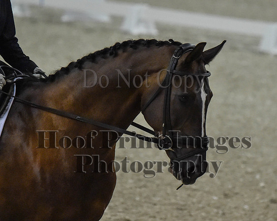 CWdressageII(8-21-16)1488