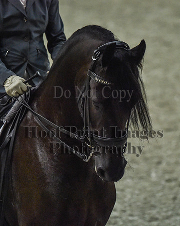 CWdressageII(8-21-16)0198