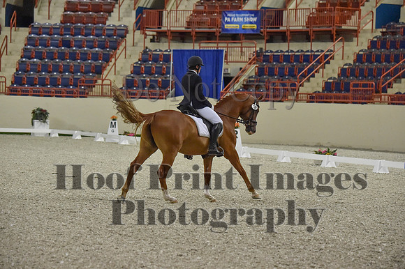 CWdressageI(8-20-16)0523