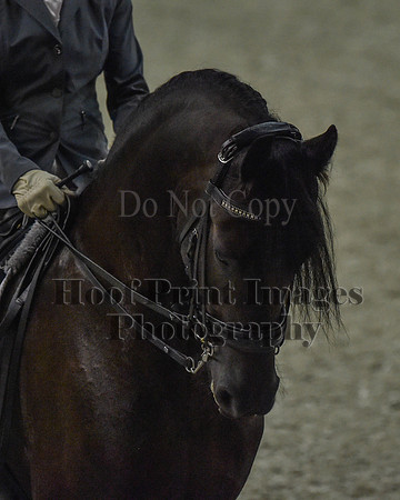 CWdressageII(8-21-16)0197