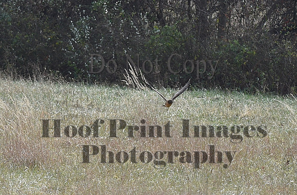 FairHillPCSaturday(11-27-21)0280