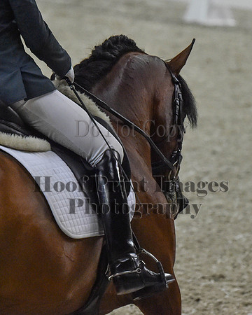 CWdressageII(8-21-16)1127