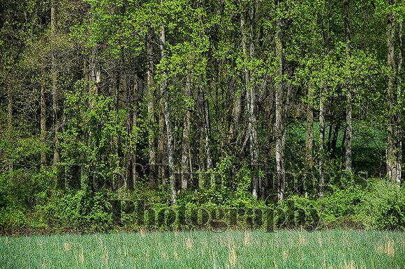 FairHillSpringPC(4-20-24)0118