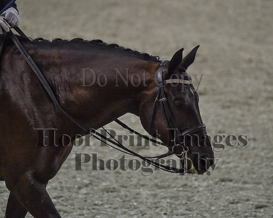 CWdressageII(8-21-16)0729