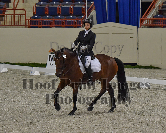 CWdressageII(8-21-16)0471