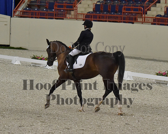 CWdressageII(8-21-16)1486