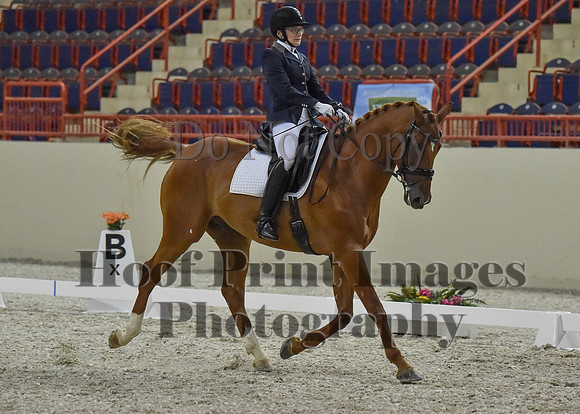 CWdressageI(8-20-16)1244