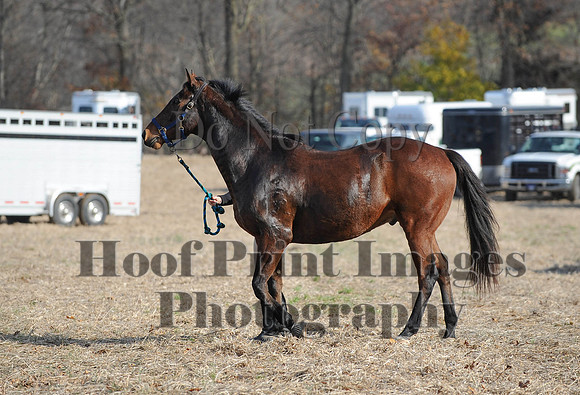 AndrewsBr(11-9-14)0685