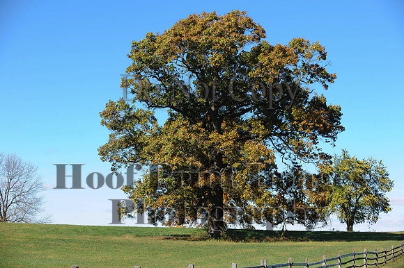 Cheshire(10-19-14)0099