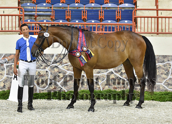 CWdressageI(8-20-16)1704
