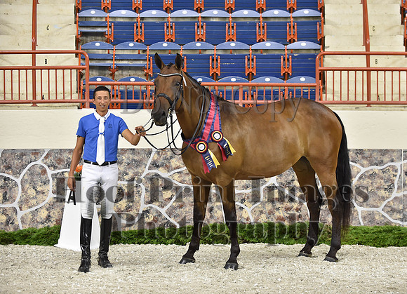 CWdressageI(8-20-16)1708