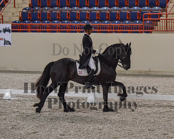 CWdressageII(8-21-16)0591