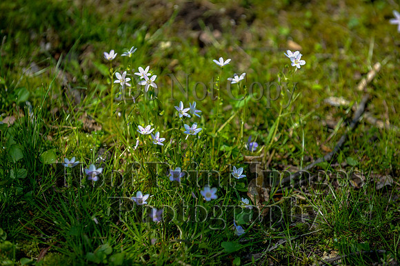 CheshireSpringPC2(4-28-24)0282