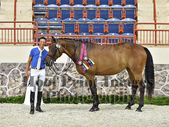 CWdressageI(8-20-16)1695