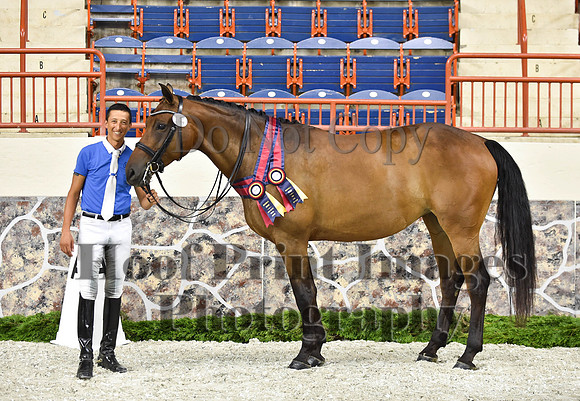 CWdressageI(8-20-16)1691