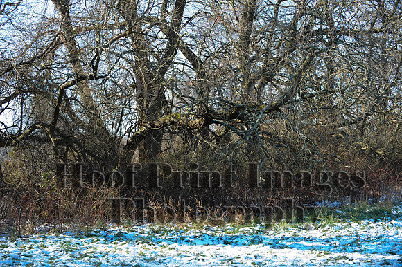 FairHill(11-28-14)0003