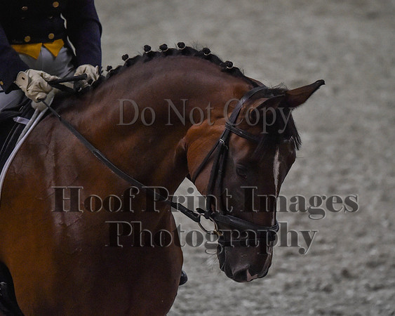 CWdressageII(8-21-16)0756