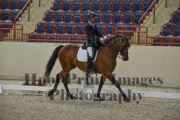 CWdressageI(8-20-16)0480