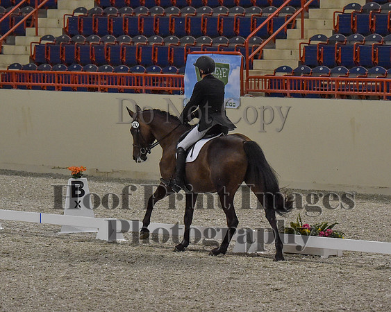 CWdressageII(8-21-16)0366