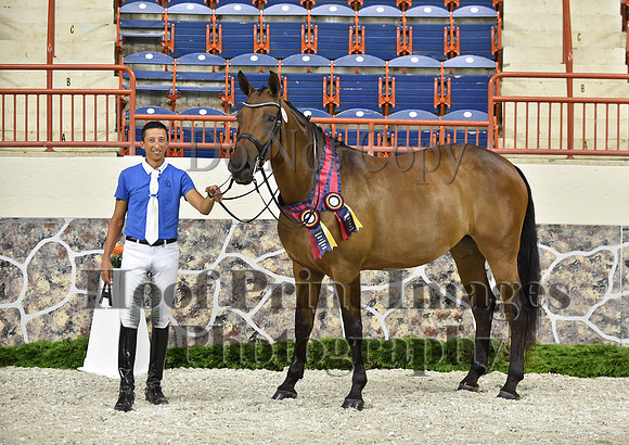 CWdressageI(8-20-16)1713