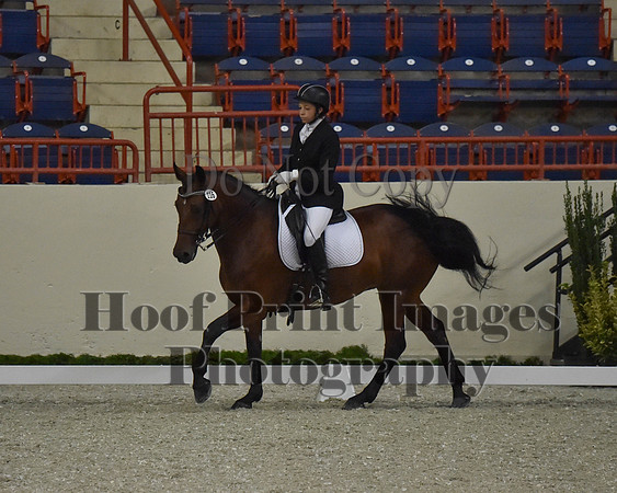CWdressageII(8-21-16)1618