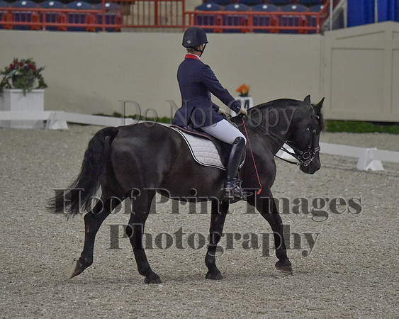CWdressageII(8-21-16)0045