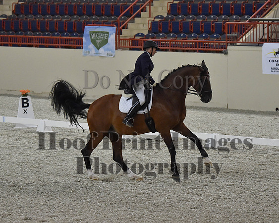 CWdressageII(8-21-16)0764