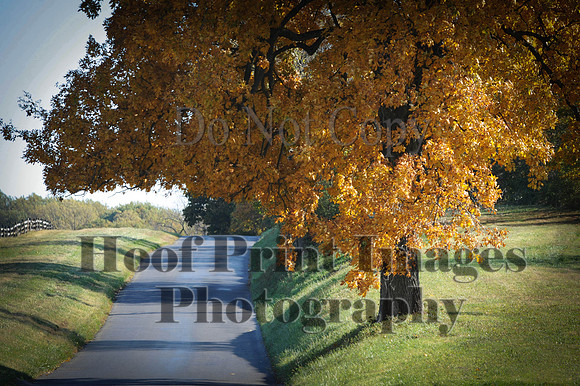 Cheshire(10-20-13)0704