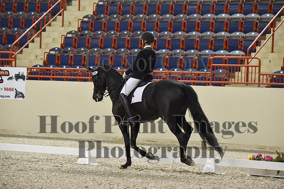 CWdressageI(8-20-16)0959